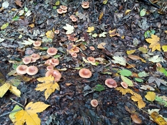 Paralepista flaccida