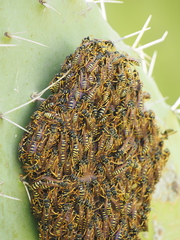 Polistes gallicus