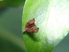 Choreutis nemorana