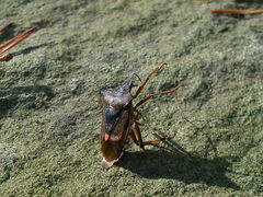 Pentatoma rufipes