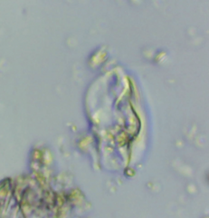 Euglenozoa