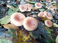 Paralepista flaccida