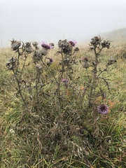 Cirsium eriophorum