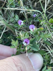 Kummerowia stipulacea