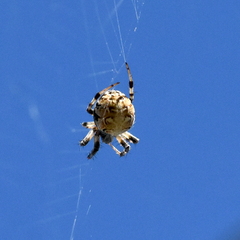 Metepeira labyrinthea