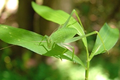 Amblycorypha