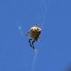 Metepeira labyrinthea