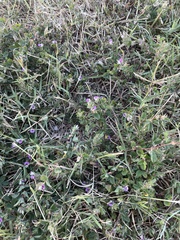 Kummerowia stipulacea