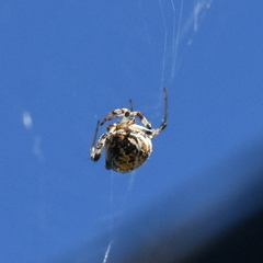 Metepeira labyrinthea