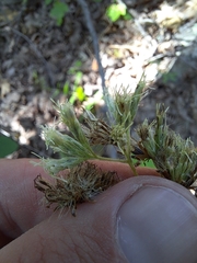 Eupatorium sessilifolium