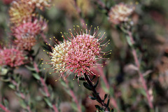 Leucospermum calligerum