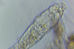 Rotifera