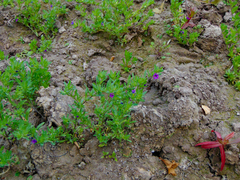 Calibrachoa parviflora