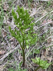Botrypus virginianus