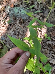 Eupatorium sessilifolium