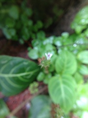 Lepidagathis inaequalis