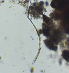 Lepocinclis cyclidiopsis