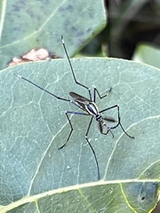 Toxorhynchites rutilus