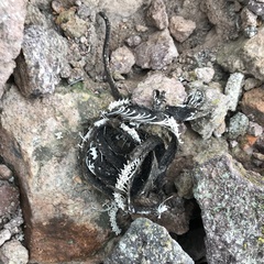 Hierophis viridiflavus