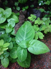 Lepidagathis inaequalis