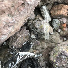 Hierophis viridiflavus
