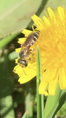 Halictus poeyi