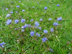 Jasione