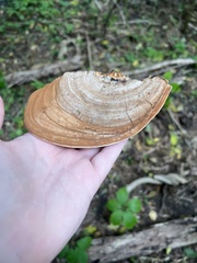 Ganoderma applanatum