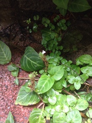 Lepidagathis inaequalis