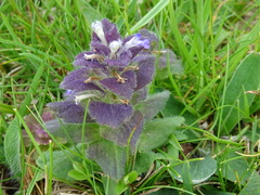 Ajuga