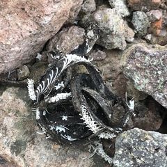 Hierophis viridiflavus