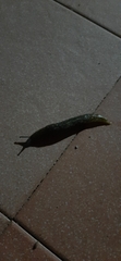 Limacus