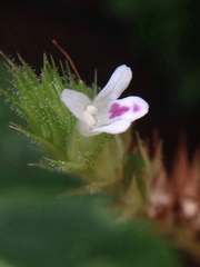 Lepidagathis inaequalis