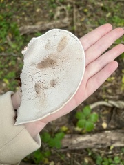 Ganoderma applanatum