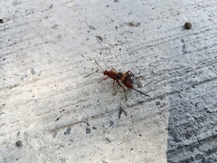 Compsocryptus texensis