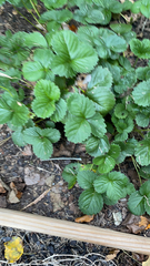 Fragaria × ananassa