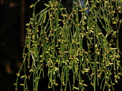 Rhipsalis