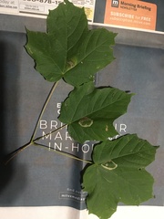 Acer nigrum