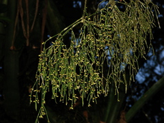 Rhipsalis