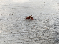 Compsocryptus texensis