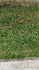 Myiozetetes cayanensis