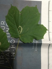 Acer nigrum