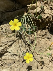 Oxalis megalorrhiza