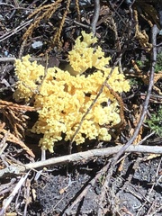 Ramaria rasilispora