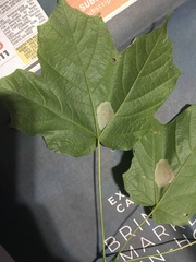 Acer nigrum
