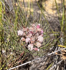 Serruria fasciflora