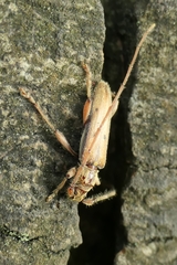 Eburida quadriguttata