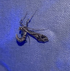 Lineodes