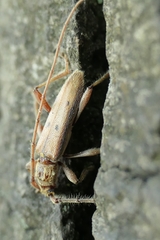 Eburida quadriguttata