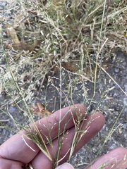 Eragrostis barrelieri